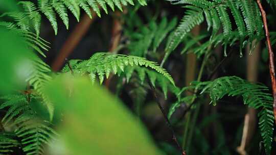 【正版素材】春天植物