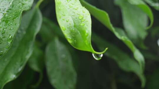 下雨天桂花树金桂八月桂花植物水滴升格