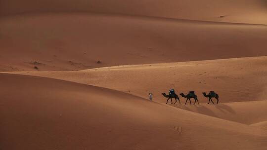 撒哈拉沙漠里骆驼运输商品货物视频素材模板下载