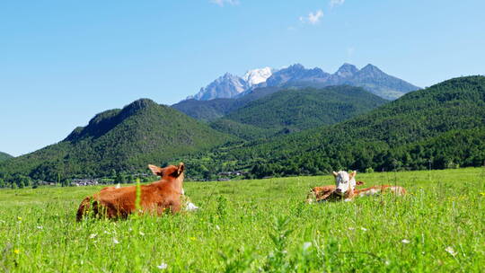 玉龙雪山下草地上的小牛