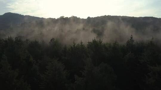 通过薄雾覆盖的森林进行缓慢的空中旅行