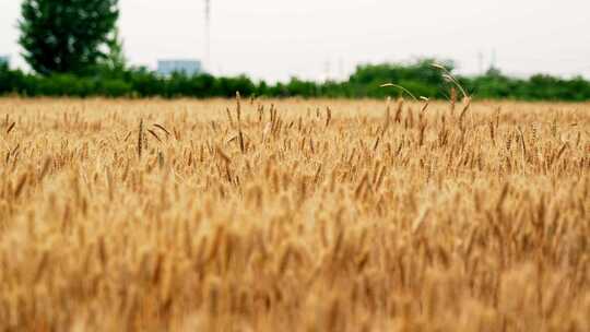 麦田麦地丰收端午回村收麦子庄稼小麦
