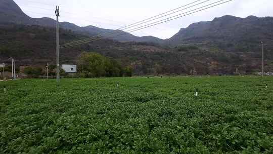 清远阳山秤架旱地西洋菜种植基地