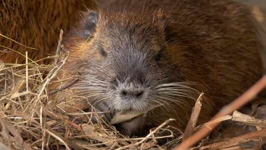 海狸鼠、食草动物、Coypu、啮齿动物