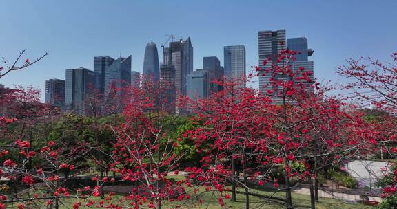 城市中盛开木棉花与高楼景观