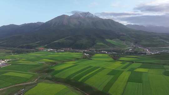 青海祁连县阿咪东索油菜花田航拍自然风光