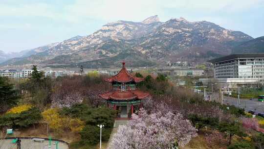龙泽花园的春天