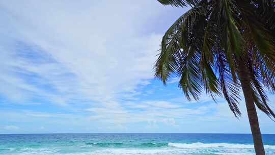 大海海浪椰子树