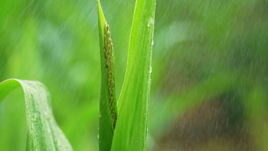 玉米庄稼露水雨滴丰收农田水滴谷雨植物滴落