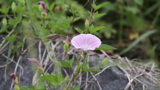 蜜蜂飞进绽放的打碗花