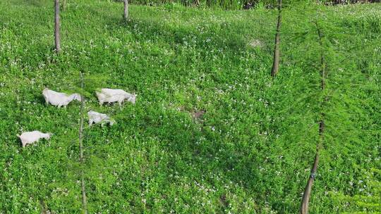 航拍草地上吃草的生态山羊群