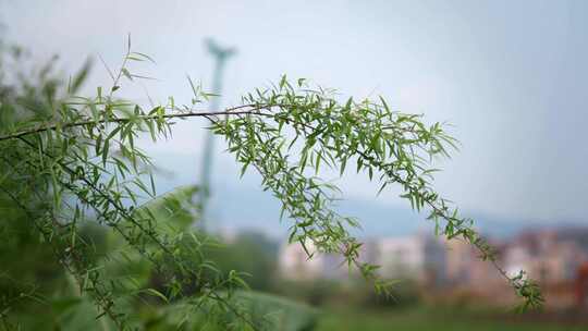 柳树柳枝柳条柳叶微风吹动视频素材模板下载