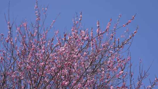 梅花盛开特写