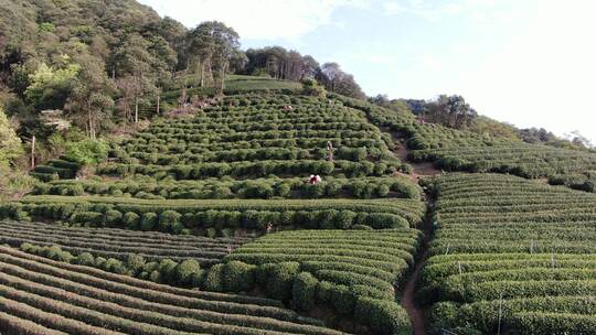 航拍西湖龙井茶园，炒茶