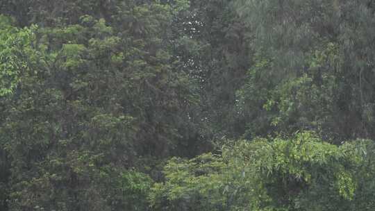 雨落在植物叶子上