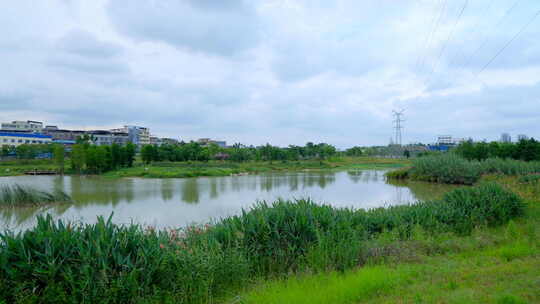 湿地公园  池塘边
