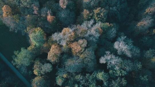 大自然秋天的森林树木