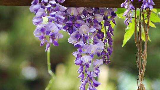 紫藤花实拍素材