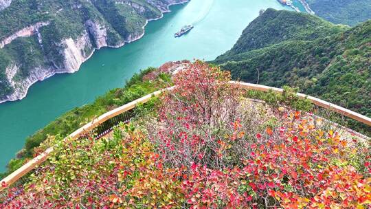 三峡红叶