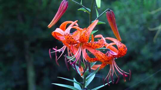 丛林百合花盛开