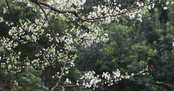 春雨绵绵唯美樱花花瓣随风飘落