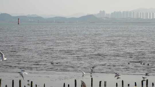 实拍深圳湾湿地公园海鸥候鸟栖息
