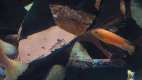 鱼类三湖慈鲷彩色热带鱼水族