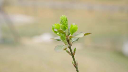 植物春天发芽 长出新叶片