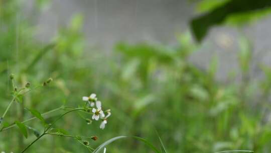 暴雨天雨滴落在草地上