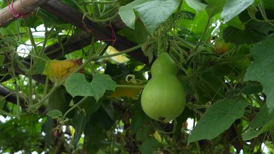 蒲瓜种植实拍