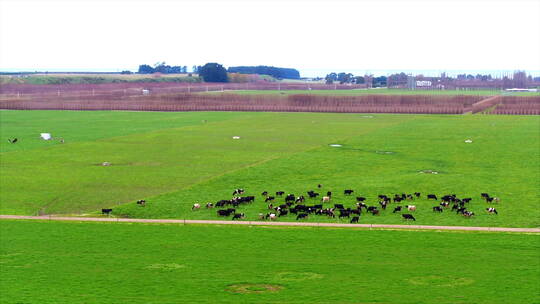 新西兰牧场 奶牛群 大全景 转航拍