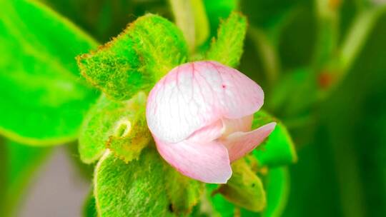 白苹果花开放