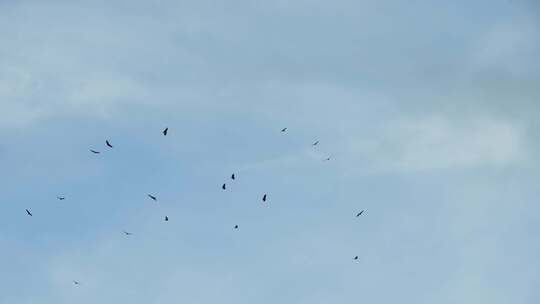 空中盘旋的鸟群 空镜