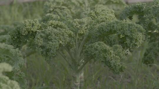 绿色羽衣甘蓝种植LOG视频素材模板下载