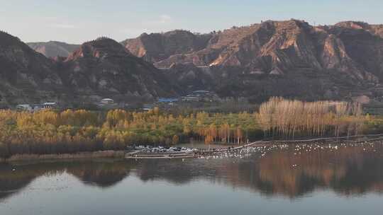 山西平陆大天鹅景区