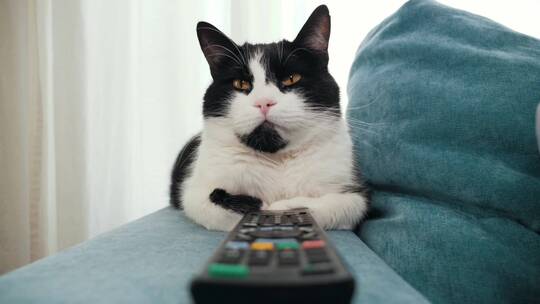 猫咪慵懒的趴在沙发上视频素材模板下载