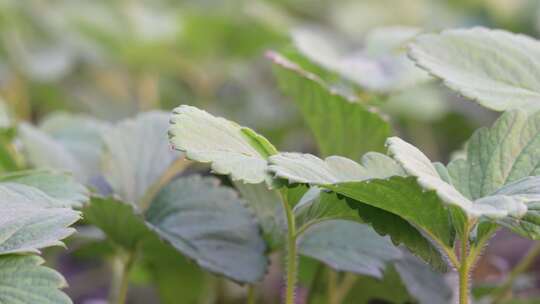 草莓园 农田 农业作物 水果 绿色植物 温室