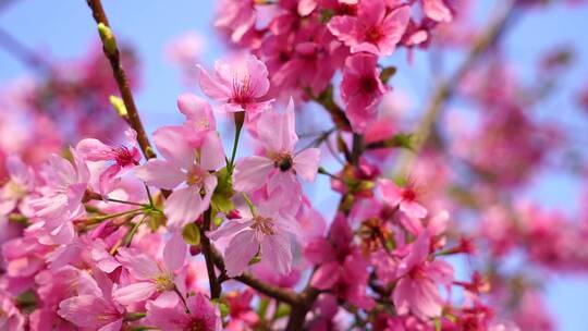 油菜花 春游踏青 游玩公园