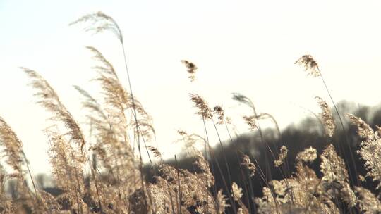 清晨日出芦苇草芦苇荡风光自然景色视频素材模板下载