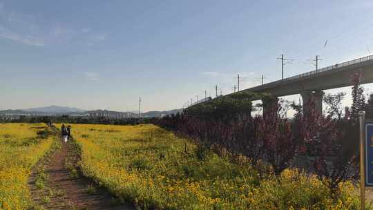 威海双岛湾动车特大桥金鸡菊花海动车高铁