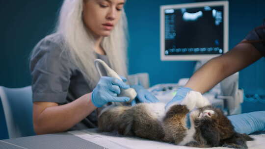 健康动物概念两名女兽医在兽医桌上检查兔子