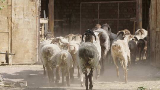 羊群在农村的羊圈