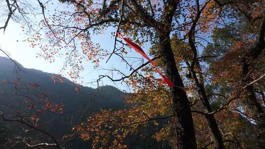 秋季户外登山树上挂丝带标记定位升格