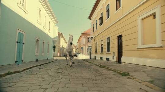 马匹在街道上驰骋视频素材模板下载