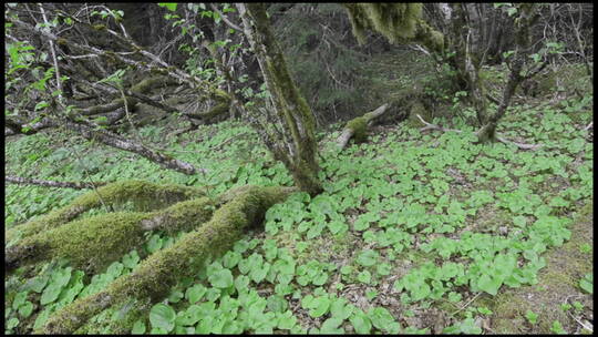 阿拉斯加东南部帕夫洛夫港的森林里赤杨树根和假百合特写