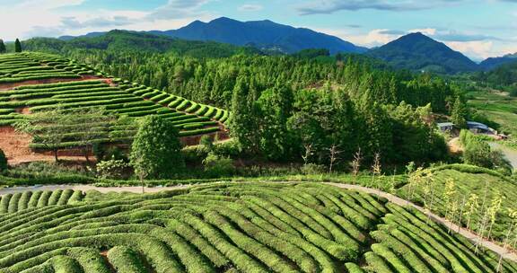 福建武夷山国家公园岩茶核心产区0364