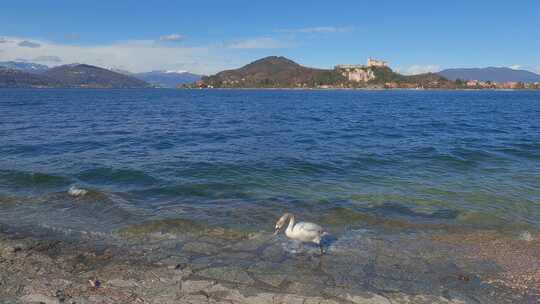 美丽优雅的白天鹅沿着意大利北部马焦雷湖的湖岸散步。安吉拉·卡斯
