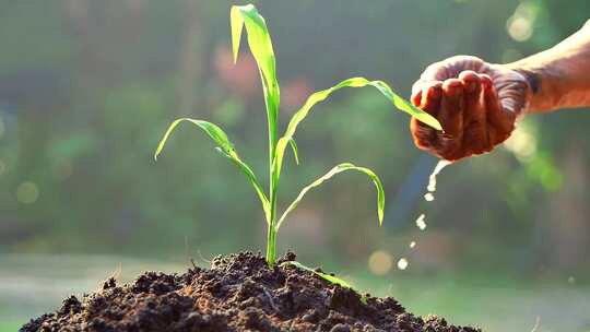用手给土壤中的玉米苗浇水