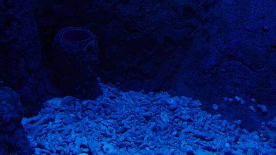 【镜头合集】蓝色海底深海神秘热带鱼