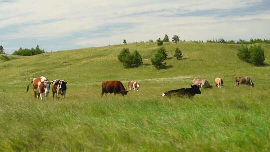 绿色草原上的奶牛在吃草